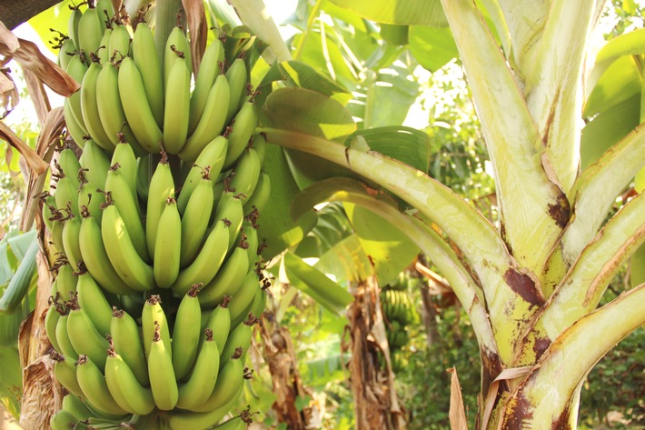 GLOBALG.A.P., World Banana Forum und REWE Group fordern Kampf gegen Bananen-Erreger