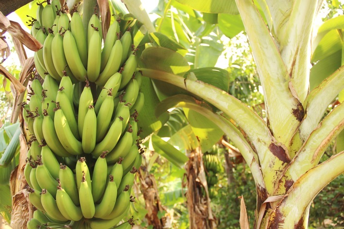 GLOBALG.A.P., World Banana Forum und REWE Group fordern Kampf gegen Bananen-Erreger Weiterer Text über ots und www.presseportal.de/nr/115977 / Die Verwendung dieses Bildes ist für redaktionelle Zwecke honorarfrei. Veröffentlichung bitte unter Quellenangabe: "obs/GLOBALG.A.P. Foodplus GMBH/Shutterstock"