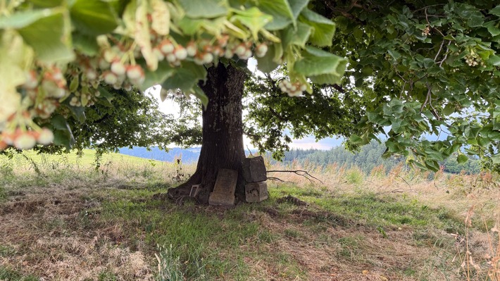 Spur der Häuser - Einladung Presse- und Fototermin am 7. Mai, 10:30 Uhr, Haus Tanne, Eisenbach, Isny