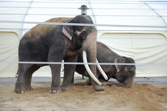 Aktionsbündnis "Tiere gehören zum Circus" lehnt Wildtierverbot für Circusse ab! (mit Bild)