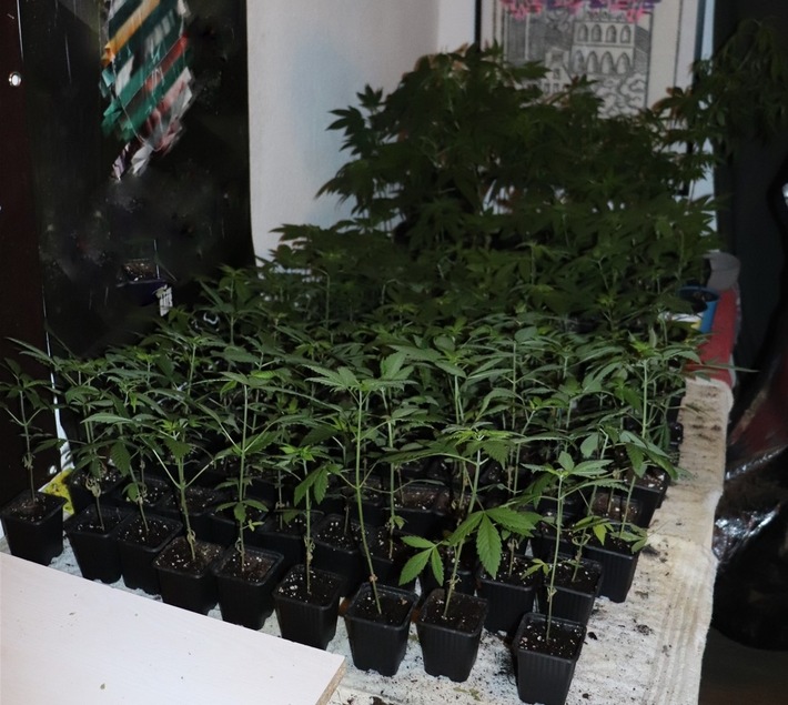 POL-MS: Polizisten entdecken Cannabis-Plantage mit über 200 Pflanzen - 27-Jähriger festgenommen
