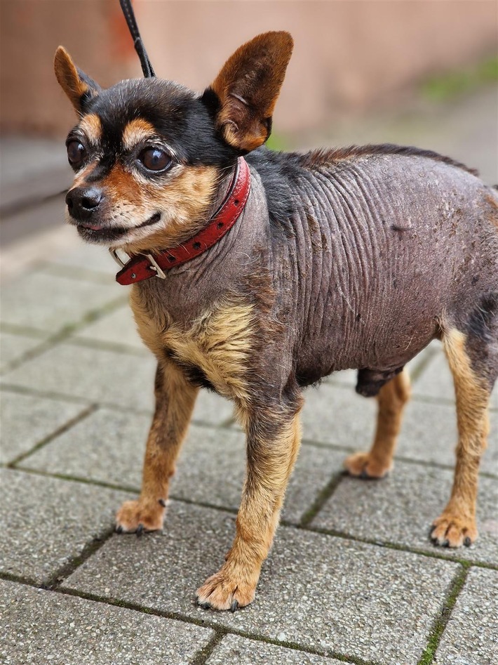 POL-PDTR: Nachtrag zu: Dreister Diebstahl eines Hundes - Polizei sucht Zeugen Zwergpinscher Tobi wieder zurück! Herrchen überglücklich