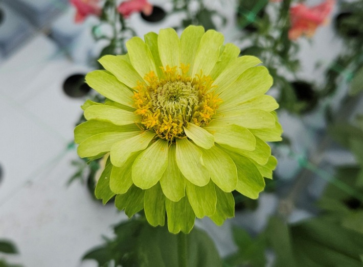 DBU: Nicht nur zum Valentinstag: Blumen aus nachhaltiger Produktion