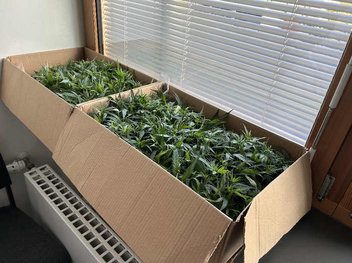 ZOLL-H: Joints für ein ausverkauftes Fußballstadion/ZOLL stellt 181 Cannabispflanzen bei Fahrzeugkontrolle auf der A1 sicher