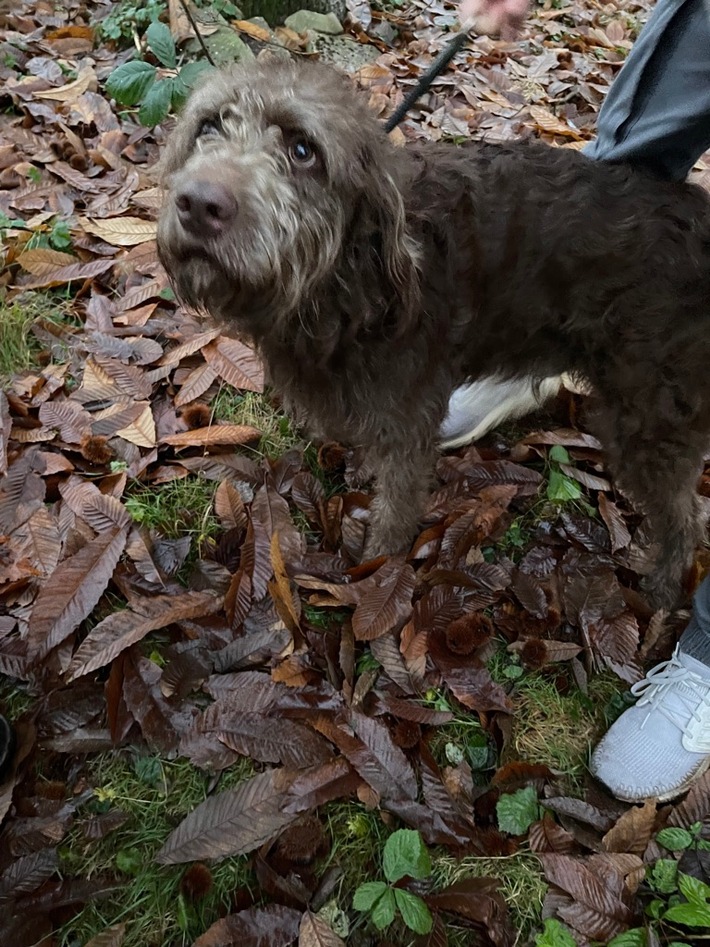 FW-Schermbeck: Hund aus Brombeerhecke gerettet