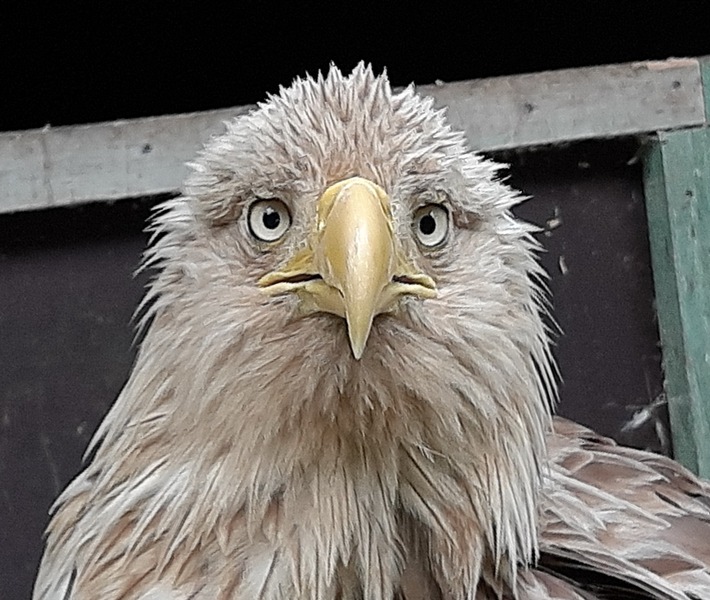 POL-NI: Verletzten Seeadler aufgegriffen