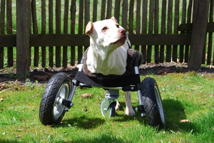 Rollstuhl aus dem 3D-Drucker für Hündin Luisa / Multec entwickelt einen Rollstuhl aus dem 3D-Drucker für Hündin ohne Vorderbeine