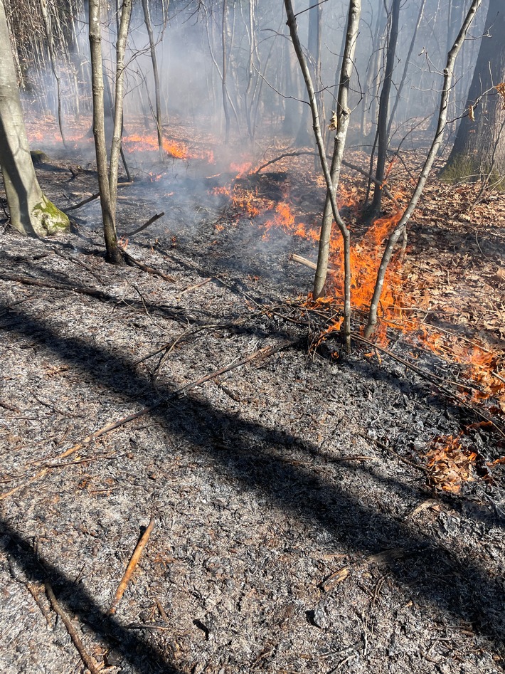 FW Stuttgart: Brand in Wald breitet sich schnell aus