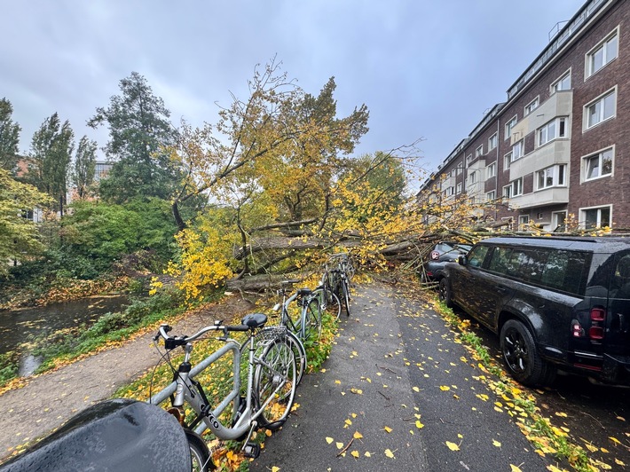 FW-D: Sturmböen über Düsseldorf: 50 Meter Baum stürzte auf neun geparkte Fahrzeuge