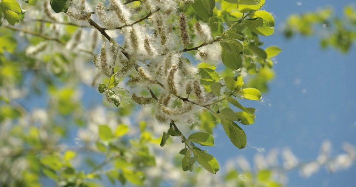 Con poder vegetal concentrado contra la fiebre del heno / sistema inmunológico fuerte – adiós a la fiebre del heno