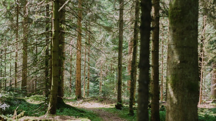 Mehr Flexibilität im FriedWald