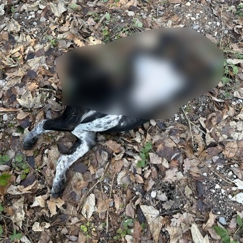 POL-HM: Tote Hündin auf Wanderparkplatz aufgefunden - Polizei bittet um Hinweise