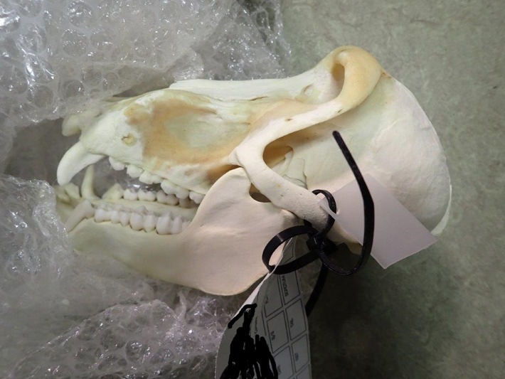 HZA-F: Zoll am Frankfurter Flughafen stellt zahlreiche Verstöße gegen artenschutzrechtliche Bestimmungen fest- Weltweite Operation "Thunder" gegen illegalen Wildtier-Handel