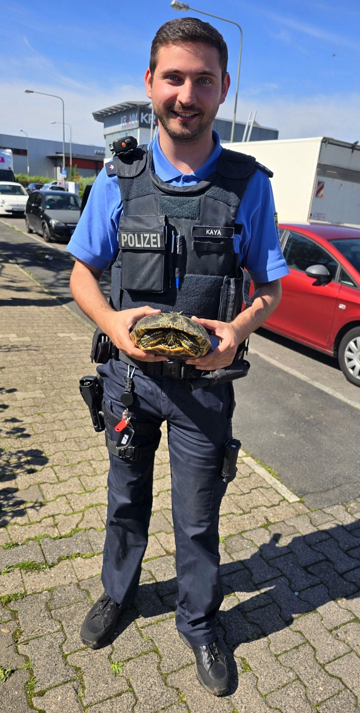 POL-F: 240527 - 0554 Frankfurt - Bundesautobahn 661: In der Ruhe liegt die Kraft - Schildkröte überquert Autobahn