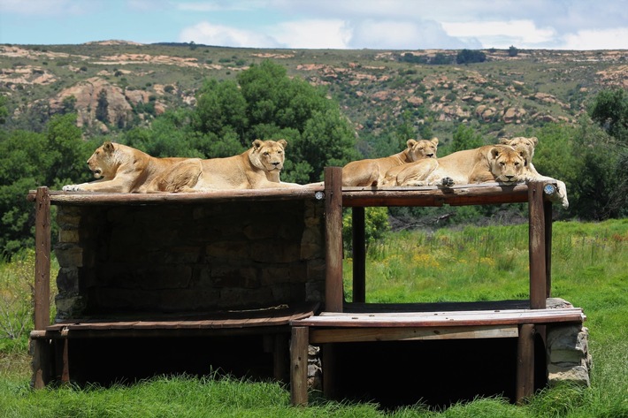 QUATRE PATTES fête la réouverture du refuge pour grands félins LIONSROCK en Afrique du Sud