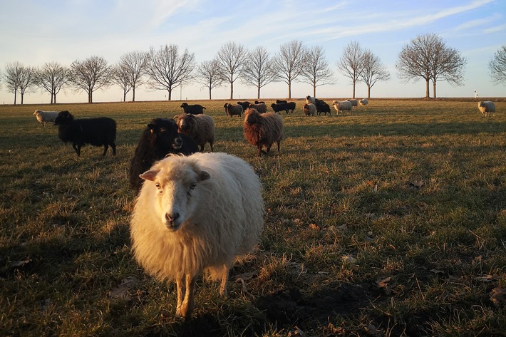 Schutz für Schaf und Schäfer: Tierfreundliche Wolfsabwehr / DBU fördert Startup Pax Lupus - Vorfall in Hamburg