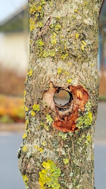 POL-OS: Bad Laer: Kuriose Sachbeschädigung an Verkehrsinselbaum - Zeugen gesucht
