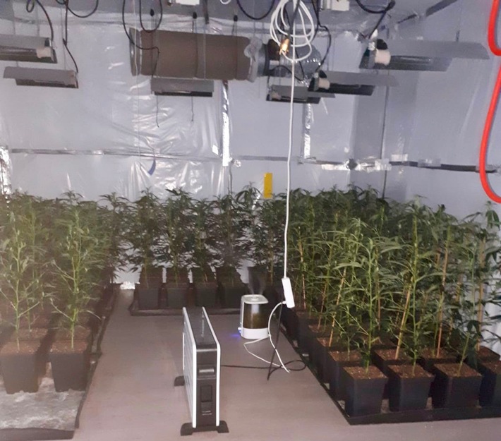 ZOLL-E: Proessionelle Marihuana-Plantage ausgehoben - 220 Marihuanapflanzen, 5 kg fertiges Marihuana, 1 kg Amphetamin und ca. 3.500 euro Bargeld sichergestellt