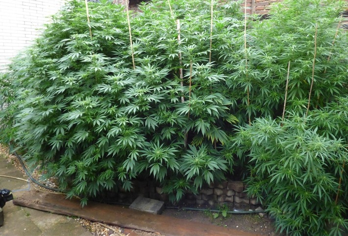 POL-REK: 170919-2: Cannabisanbau im Garten entdeckt- Pulheim