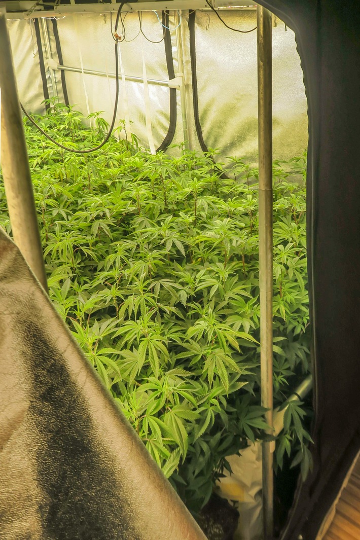 POL-WE: Markanter Marihuana-Geruch entlarvt Indoor-Aufzuchtanlage in Karben