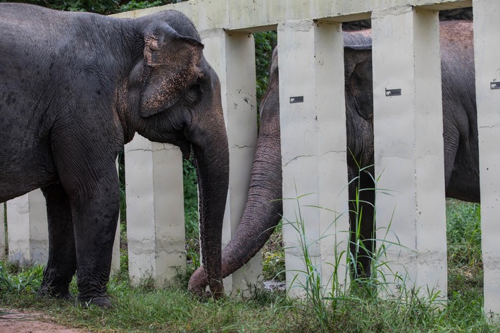Nie mehr einsam: Elefant Kaavan lebt ein Jahr nach seiner Rettung mit Artgenossen in Kambodscha