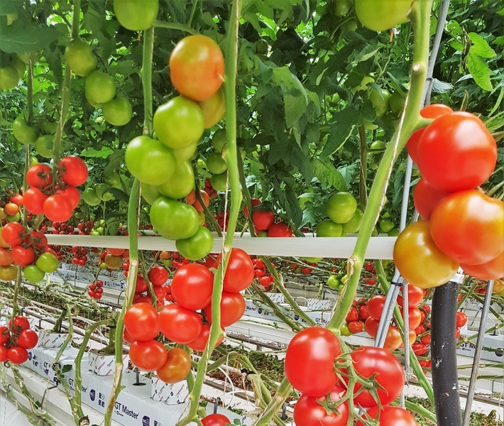 Toller Erfolg bei der Tomatenzucht mit "Zero-Residue" von B+H Solutions / Weiterer Text über ots und www.presseportal.de/nr/134071 / Die Verwendung dieses Bildes ist für redaktionelle Zwecke unter Beachtung ggf. genannter Nutzungsbedingungen honorarfrei. Veröffentlichung bitte mit Bildrechte-Hinweis.