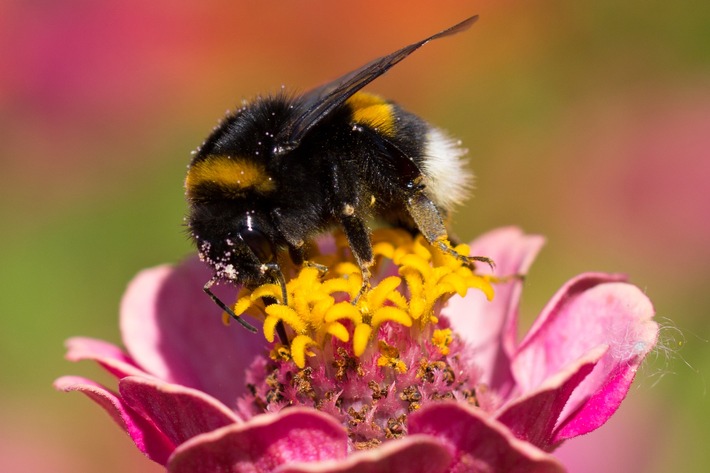 ++ Ökotipp: So werden Garten oder Balkon zum Bienen-Paradies ++