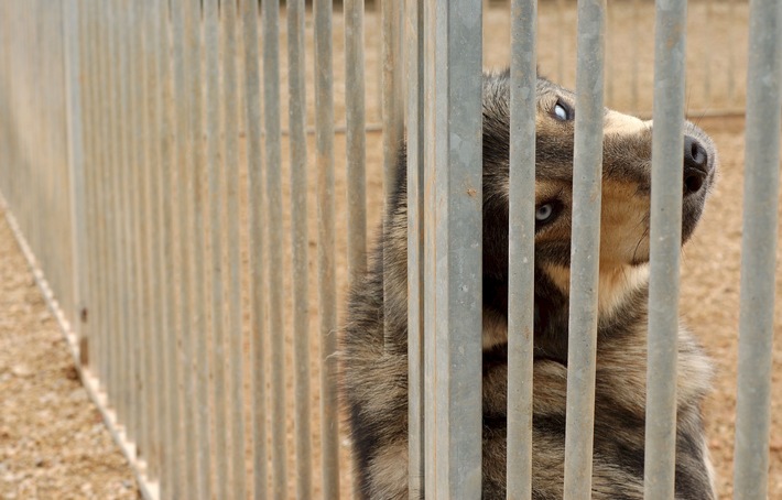 Corona-Lockerungen: Tierheime öffnen wieder
