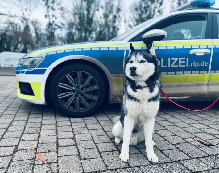 POL-PIOPP: Partner mit der kalten Schnauze sucht sein zu Hause