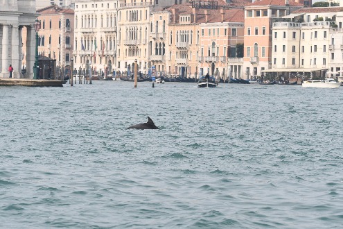 Neue Studie: Wissenschaftler rufen zum Schutz des solitär lebenden Delfins «Mimmo» in Venedig auf
