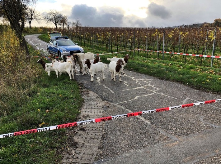 POL-PDLD: St. Martin - "Polizeikessel" in den Weinbergen