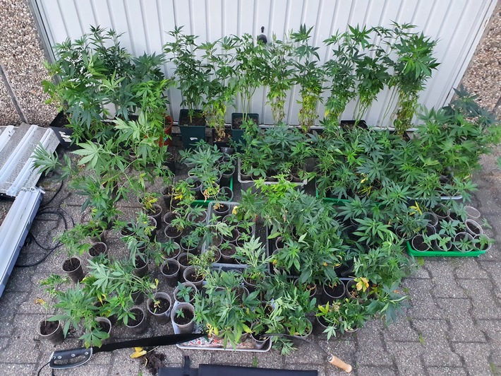 POL-GE: 173 Cannabispflanzen sichergestellt