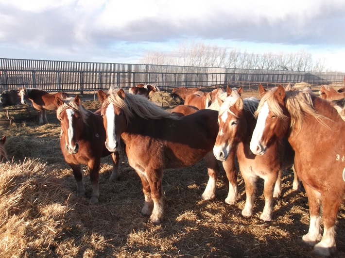 Migros arrête les importations de viande de cheval provenant de l&#039;élevage Bouvry/Canada