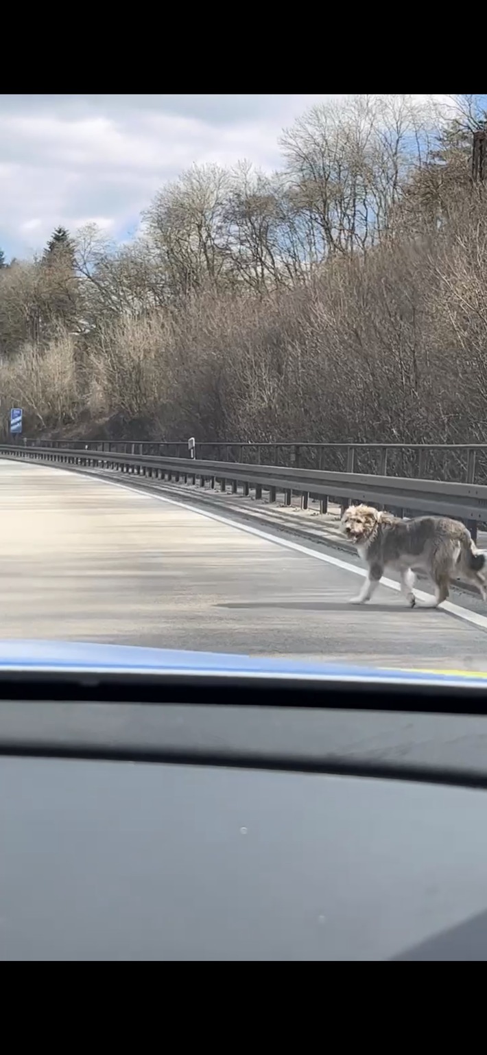 POL-VK: Freilaufender Hund legt Verkehr auf der BAB 620 lahm