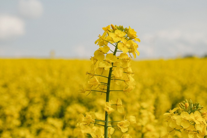 Rapsblüte 2025 / Innovationen von Deutschlands schönsten Ölfeldern