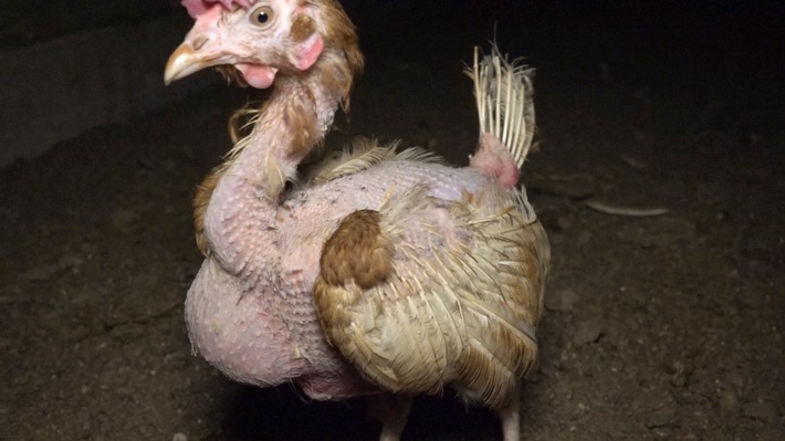 Schockierende Aufnahmen aus Hühnerställen von Deutschlands großen Eierproduzenten: PETA zeigt die Unternehmen &quot;Deutsche Frühstücksei GmbH&quot; und &quot;Hennenberg&quot; an / ARD zeigt Exklusiv-Bilder