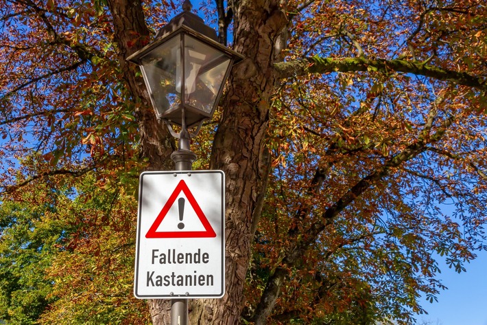 Baumfrüchte auf Abwegen / Der ADAC erklärt, wer für Kastanien-Schäden haftet