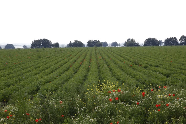 Immer mehr Produkte von REWE Bio tragen das Naturland-Zeichen (mit Bild)