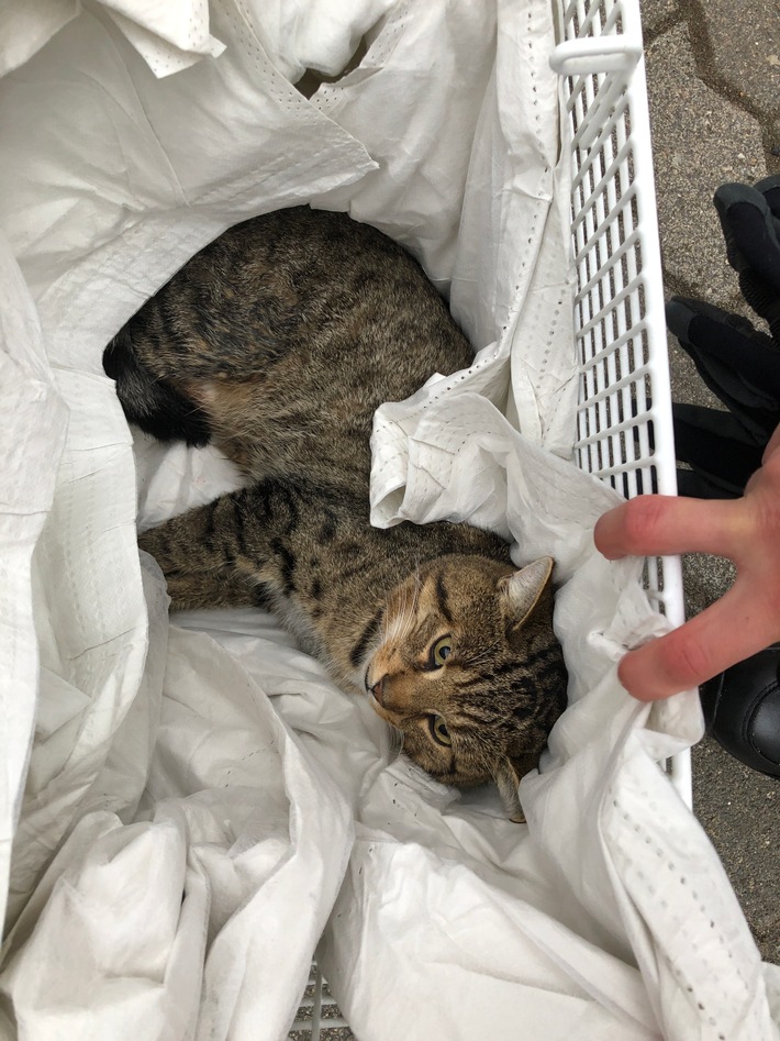 POL-PDNR: Katze nach Kollision mit PKW in Neuwied verletzt - Besitzer der Katze gesucht