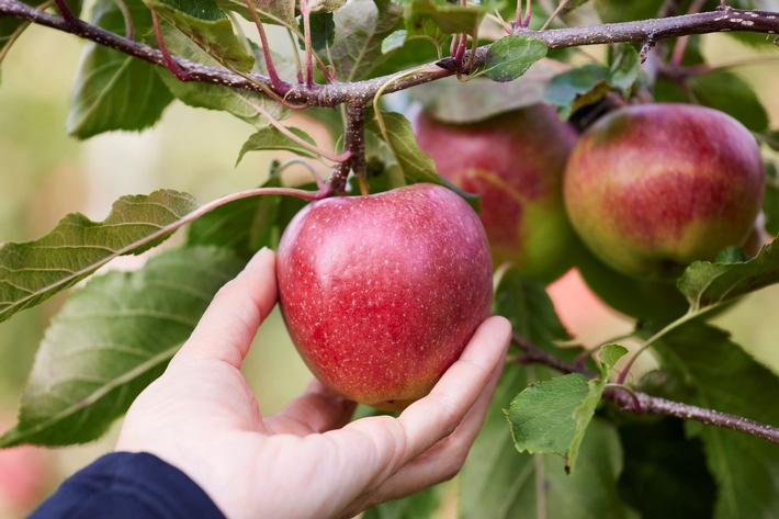 Der MagicStar unter den Äpfeln: EDEKA bietet exklusive Apfelsorte jetzt in ganz Deutschland an