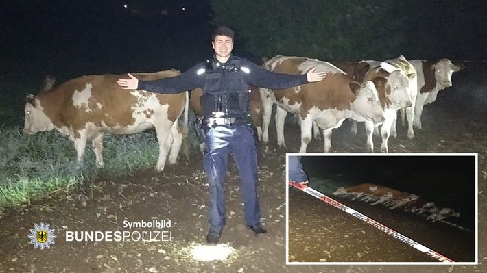 Bundespolizeidirektion München: &quot;Kessel&quot;-Einsatz wegen entlaufener Rinder