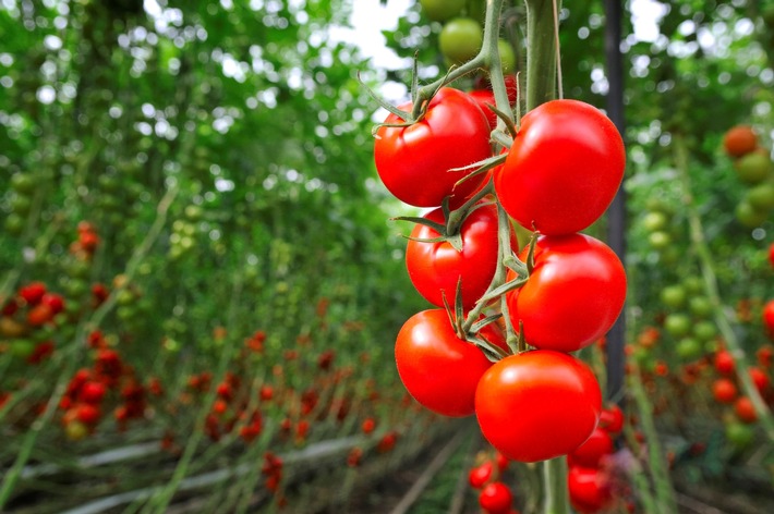 Über die Hälfte der europäischen Bevölkerung konsumiert täglich Obst und Gemüse und schätzt Gewächshausgemüse positiv