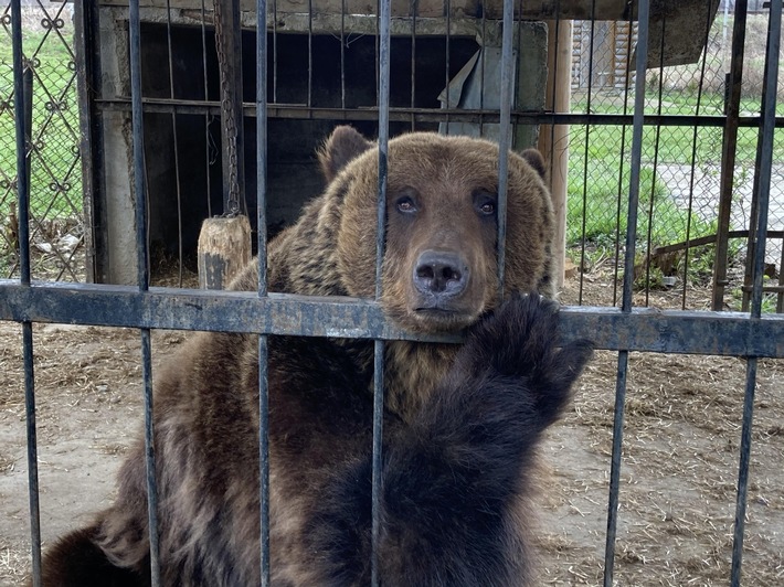 En Ukraine, après 17 ans de captivité, une ourse est sauvée par QUATRE PATTES