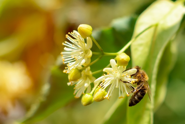 Biene auf Lindenblüte. Insekten, Insektenschutz, insektenfreundliche Gehölze, Linde, Ahorn, Kornelkirsche, Eiche / Weiterer Text über ots und www.presseportal.de/nr/126784 / Die Verwendung dieses Bildes ist für redaktionelle Zwecke honorarfrei. Veröffentlichung bitte unter Quellenangabe: "obs/Bund deutscher Baumschulen (BdB) e.V./Kosolovskyy/iStock"