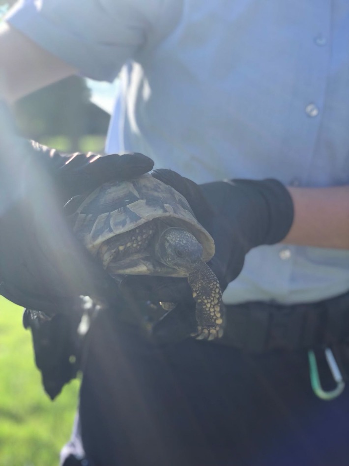 POL-COE: Coesfeld, Lübbesmeyerweg - Schildkröte gerettet