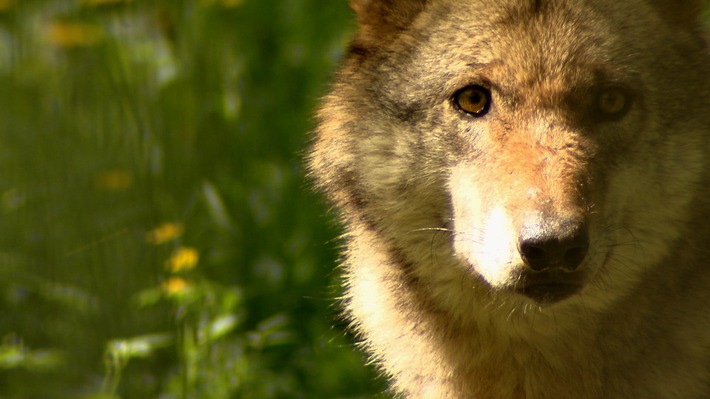 Wölfe in Wohnsiedlungen gesichtet /  ZDF-"Terra Xpress" fragt "Was tun, wenn ein Wolf dasteht?" (FOTO)