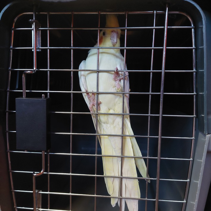 FW-EN: Papagei in fremder Wohnung