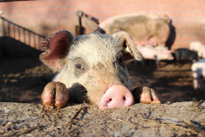 Kein Schwein verlässt den Hof