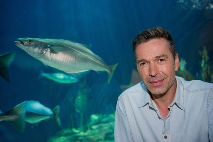 Supertiere des Wassers / Neue Staffel der erfolgreichen ZDF-"Terra X"-Reihe mit Dirk Steffens (FOTO)