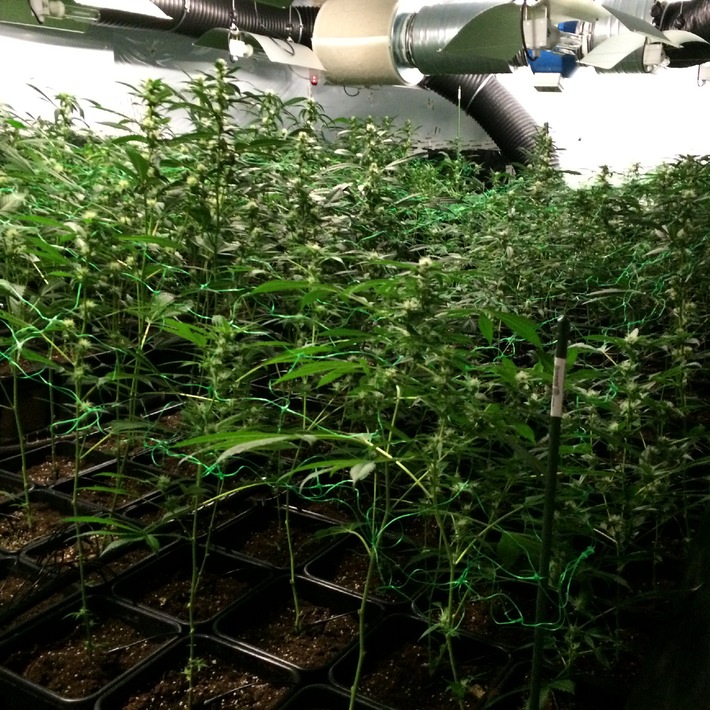POL-SE: Groß Kummerfeld: 350 erntereife Marihuana-Pflanzen  in Indoor-Plantage in Einfamilienhaus beschlagnahmt